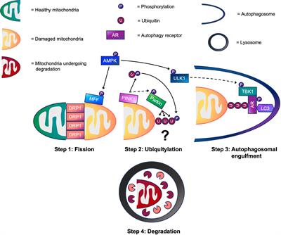 Regulatory Roles of PINK1-Parkin and AMPK in Ubiquitin-Dependent Skeletal Muscle Mitophagy